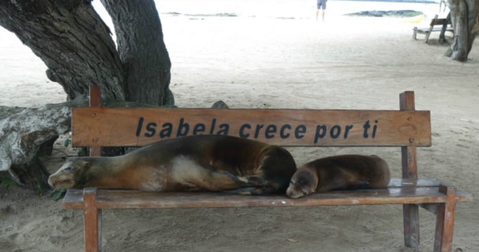 isla isabela Galapagos