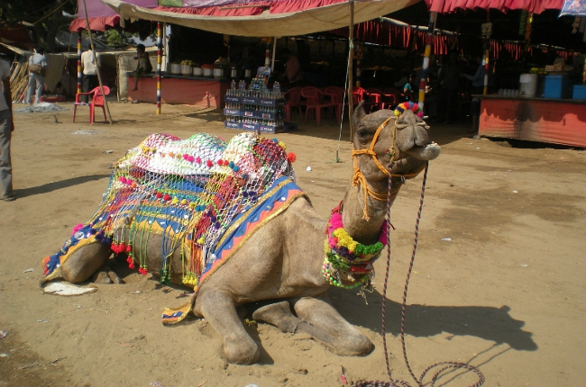 Pushkar Camel Fair bezoeken, De Pushkar Camel Fair in India bezoeken!
