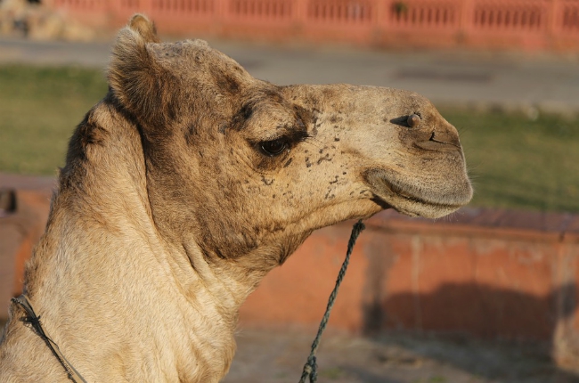Pushkar Camel Fair bezoeken, De Pushkar Camel Fair in India bezoeken!