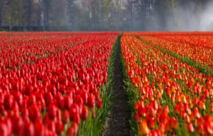 Nederland