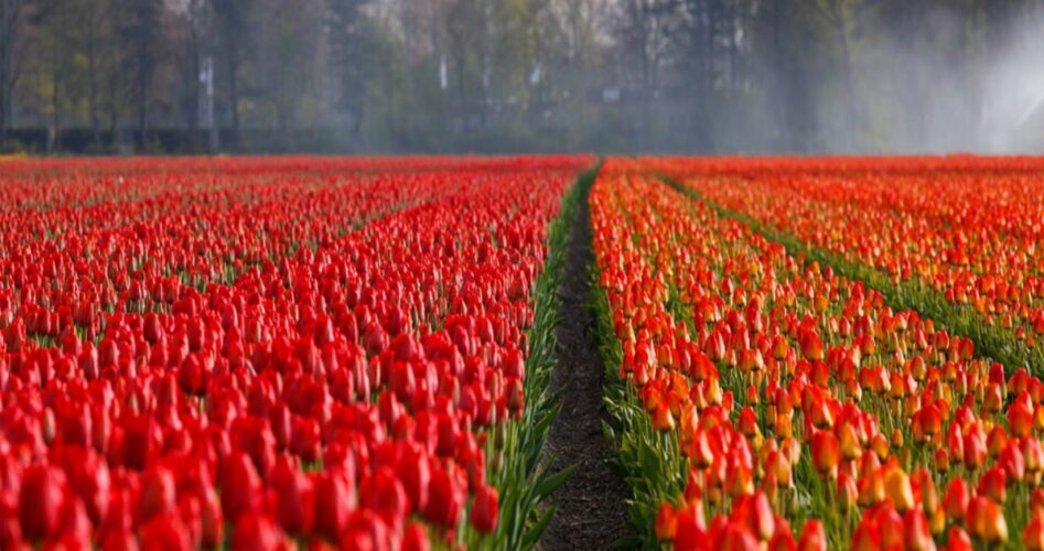 Nederland