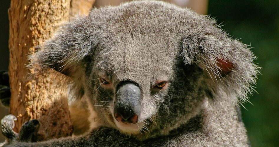 things about Australia